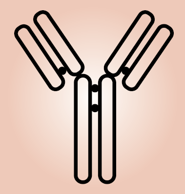 Anti GARNL1 polyclonal antibody (Rabbit, Affinity Purified)
