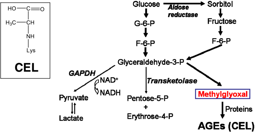 Anti N(Epsilon)-(Carboxyethyl) Lysine (CEL) mAb (Clone CEL-SP)