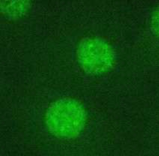 Anti CCAAT/Enhancer-Binding Protein Beta (C/EBP Beta) monoclonal antibody (Clone 7D2)