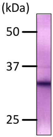 Anti CCAAT/Enhancer-Binding Protein Beta (C/EBP Beta) monoclonal antibody (Clone 7D2)