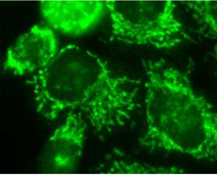 Anti Prohibitin-2 (PHB2) monoclonal antibody (Clone 7F8B3)