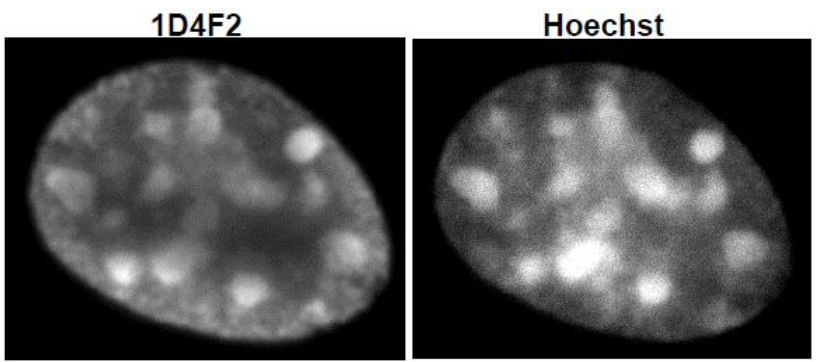 Anti Histone H3.1/H3.2 monoclonal antibody (Clone: 1D4F2)