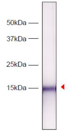 Anti Histone H3.1/H3.2 monoclonal antibody (Clone: 1D4F2)