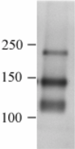 Anti Canine Neural Cell Adhesion Molecule 1 (NCAM1/CD56) mAb (Clone K9BYU)