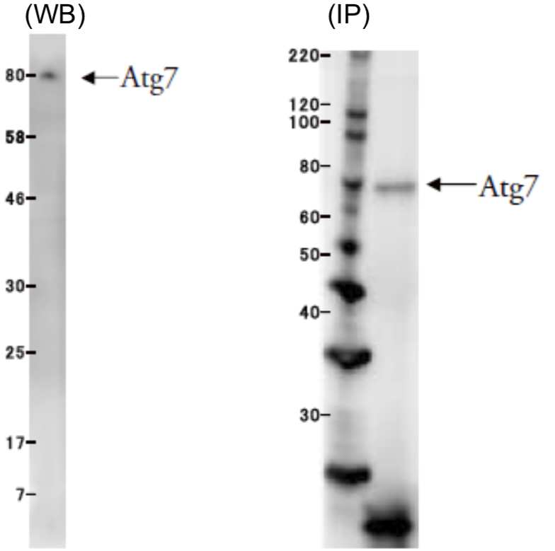 Anti Ubiquitin-Like Modifier-Activating Enzyme ATG7 mAb (Clone ATG7-2)