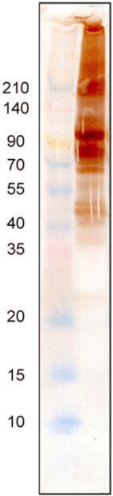 Anti Bovine Milk Exosome pAb (Rabbit, Ammonium Sulfate Purified)