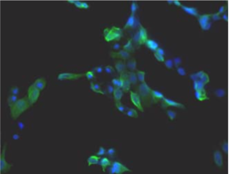 Anti WD Repeat Domain Phosphoinositide-Interacting Protein 3 (WIPI-3/WDR45L) pAb (Mouse, Antiserum)