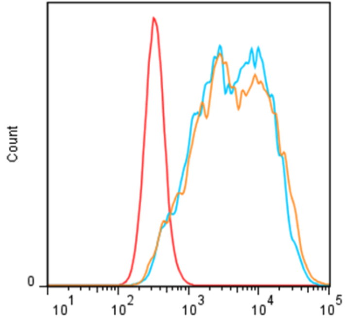 Anti Translocator Protein (TSPO) pAb (Rabbit, Antiserum)