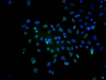 Anti Peroxiredoxin-4 (PRDX) pAb (Mouse, Antiserum)