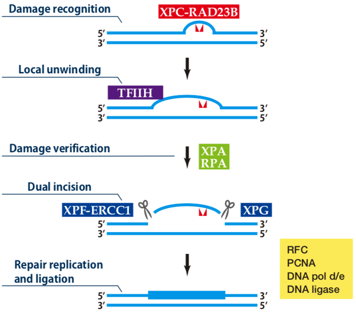 Anti DNA Repair Endonuclease XPF (XPF/ERCC4) mAb (Clone 19-16)