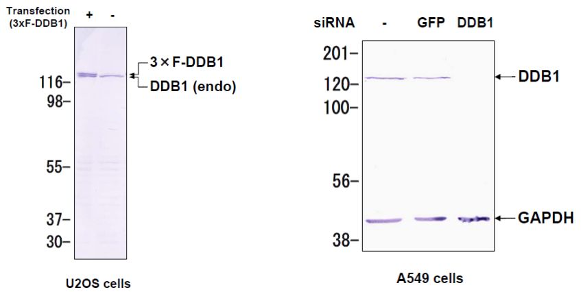 Anti DNA Damage-Binding Protein 1 (DDB1) mAb (Clone 43233-3-1)