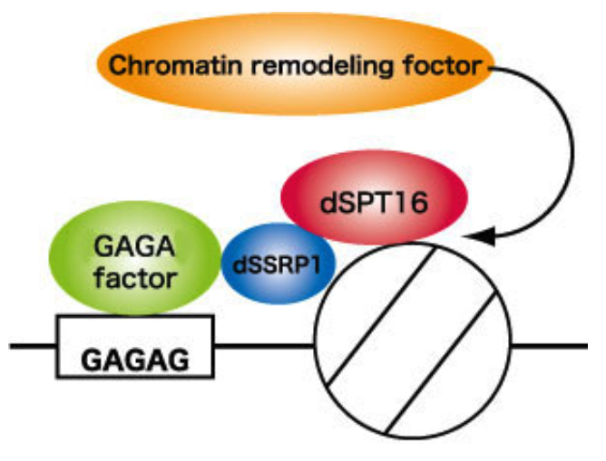 Anti Drosophila FACT Complex Subunit Spt16 (dSPT16/DRE4) pAb (Rabbit, Antiserum)