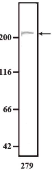 Anti Dystonin (BPAG1/BP230) mAb (Clone 279)