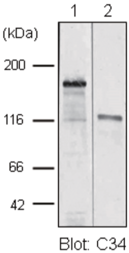 Anti Collagen Alpha-1(XVII) Chain (BP180/BPAG2) mAb (Clone C34)