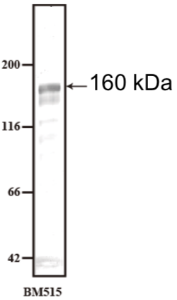 Anti Laminin Subunit Alpha-3 mAb (Clone BM515)
