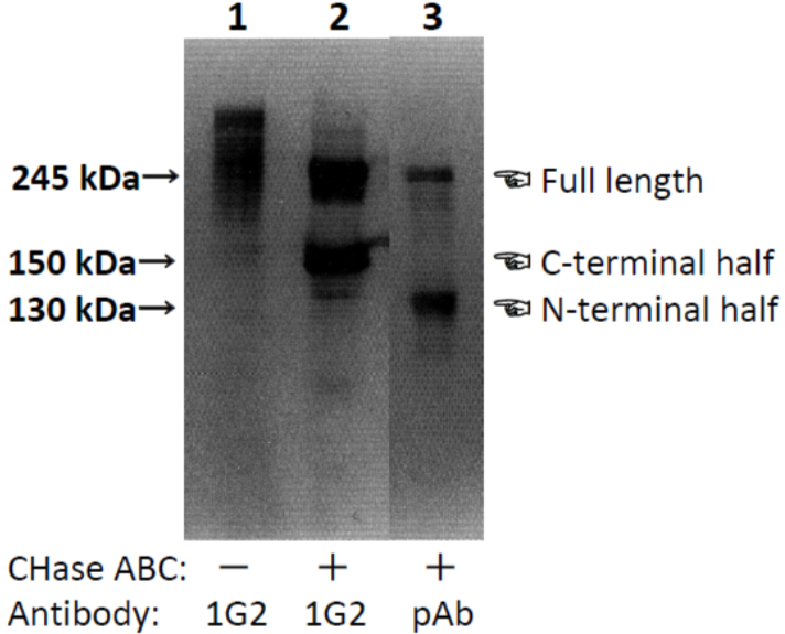 Anti Neurocan (NCAN) mAb (Clone 1G2)