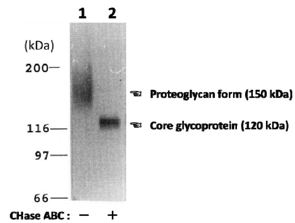 Anti Neuroglycan C (CSPG5) mAb (Clone C1)
