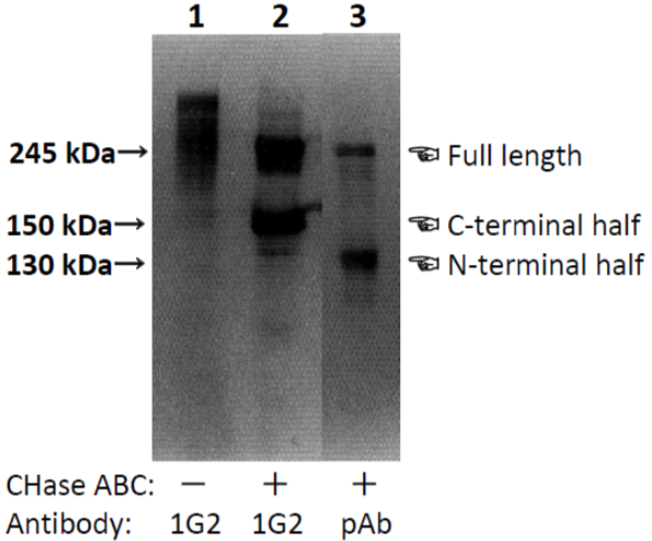 Anti Neurocan (NCAN) Peptides pAb