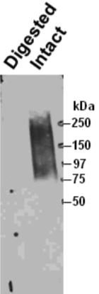 Anti Biglycan (BGN) mAb (Clone 905A7)