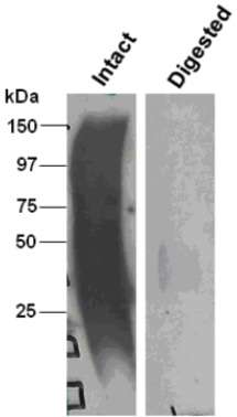 Anti Decorin (DCN) mAb (Clone 889C7)