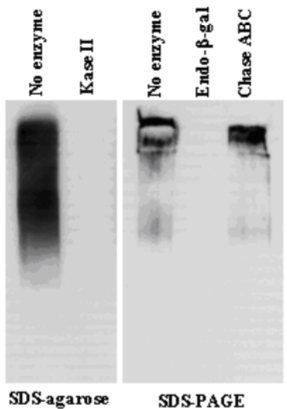 Anti Keratan Sulfate mAb (Clone 373E1)