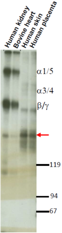 Anti Laminin/Nidogen complex mAb (Clone 331G3)