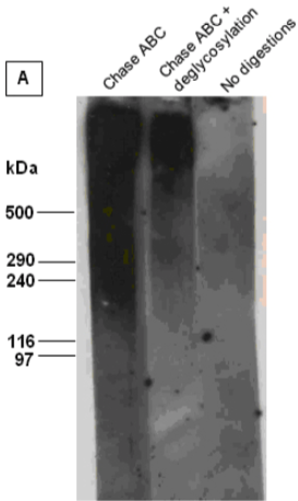 Anti Versican/CSPG2 (VCAN) mAb (Clone 5C12)