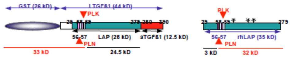 Anti Latent TGF-Beta (Plasmin Degradation Fragment L57) pAb (Rabbit, Affinity Purified)