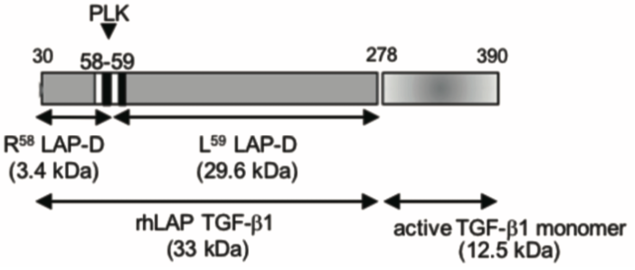Anti Latency-Associated Peptide (LAP) Plasma Kallikrein Degradation Fragment L59 pAb (Rabbit, Affinity Purified)