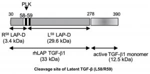 Anti-Latency-Associated Peptide (LAP) Plasma Kallikrein Degradation Fragment R58 mAb (Clone 18F9-16)