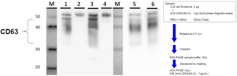 Anti CD63 Antigen (LAMP-3/Tspan-30) mAb (Clone 8A12)