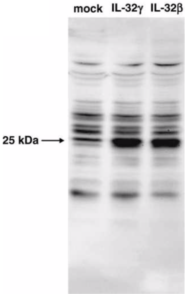 Anti Interleukin-32 (IL-32) pAb (Rabbit, Antiserum)