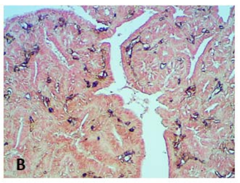 Anti Canine Endoglin (CD105) mAb (Clone: 1G1G4)