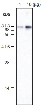 Anti Vacuolar-PPase polyclonal antibody (Rabbit)