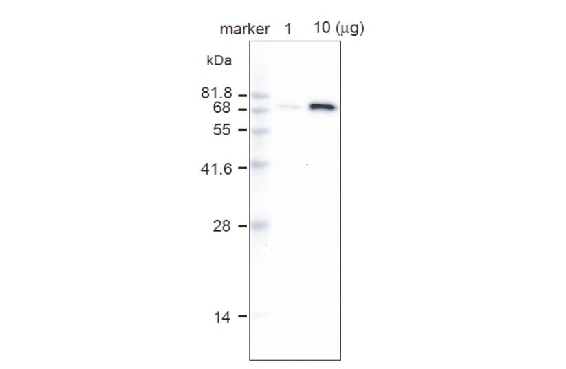 Anti Vacuolar-ATPase Subunit A (amino acids 480-495) pAb (Rabbit)