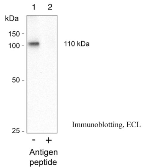 Anti Plasma membrane H+-ATPase (AHA) pAb (Rabbit)