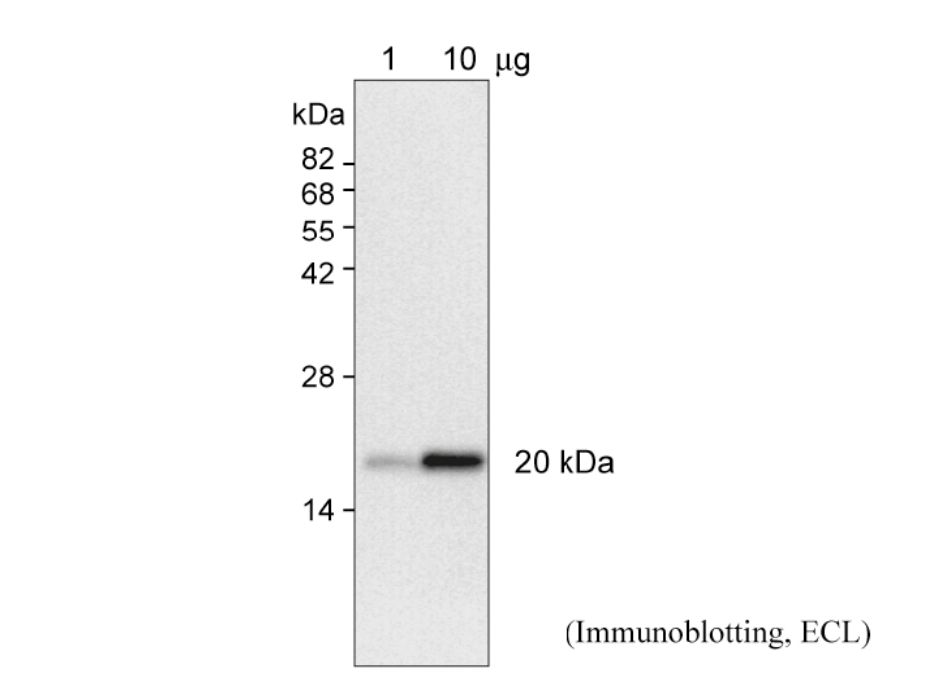 Anti ADP ribosylation factor (Arf) pAb (Rabbit)