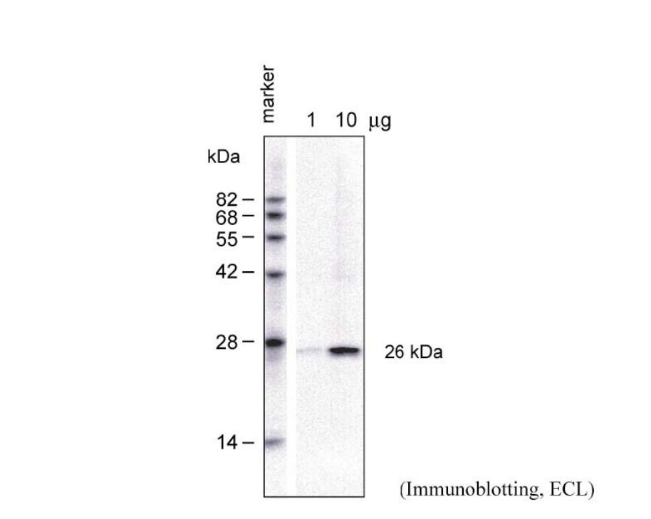 Anti Glutathione S Transferase pAb (Rabbit)