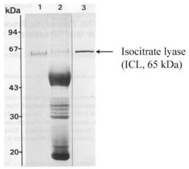 Anti Isocitrate Lyase pAb (Rabbit)