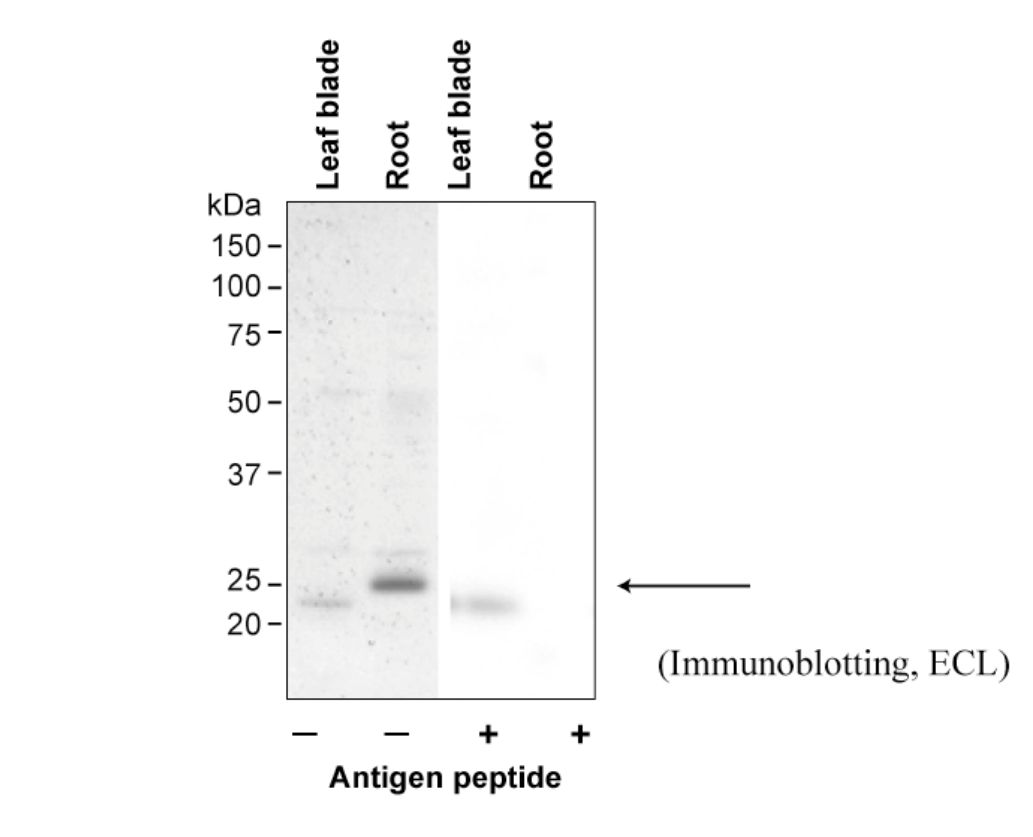 Anti Rice Aquaporin OsPIP2,5 pAb (Rabbit)