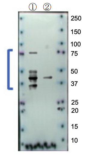 Anti PODXL (Clone No. SS8)