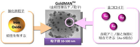 GoldMAN Magnetic Gold nanoparticle complex