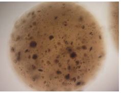 Alginate 3D Cell Culture Kit