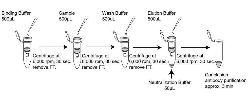 Spin column-based Antibody Purification Kit (Protein A)