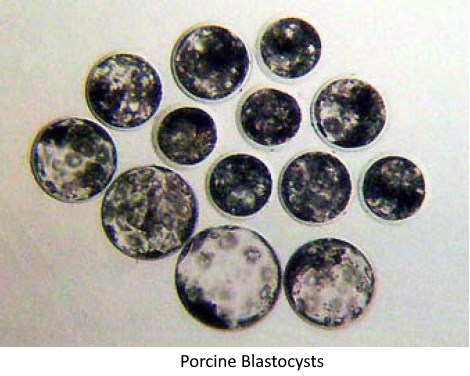 Complete Culture Kit for Porcine Embryos In Vitro