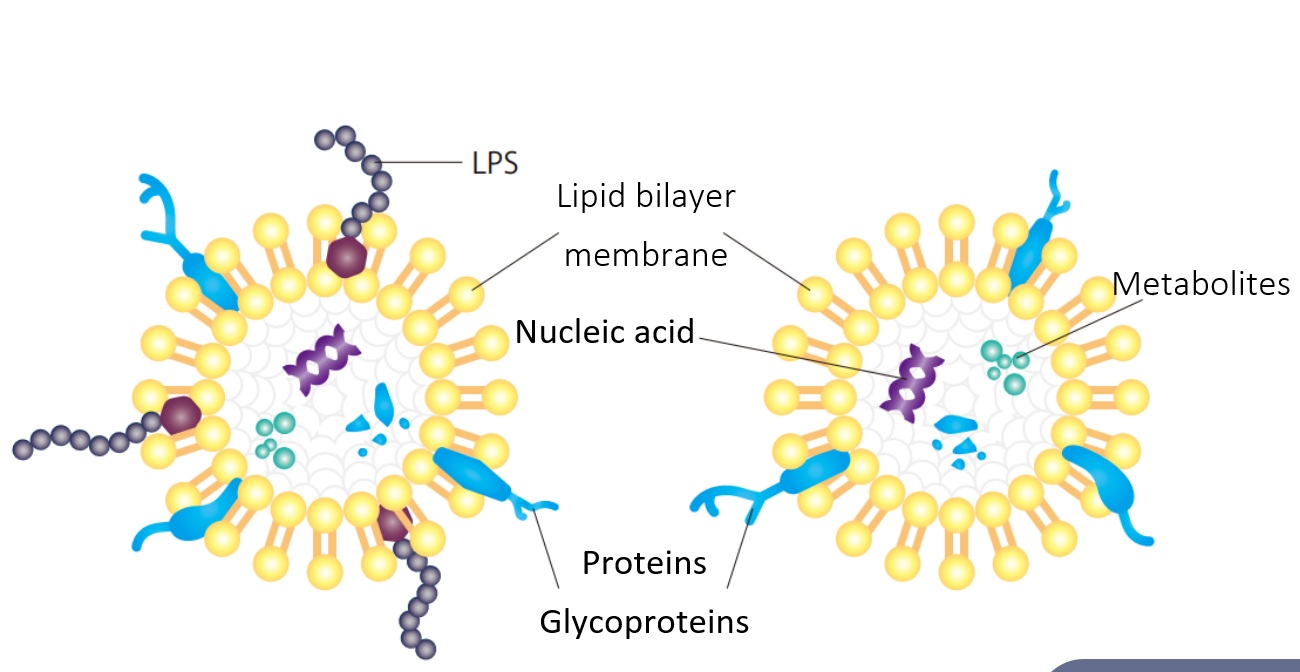 Extracellular Vesicles derived from Escherichia coli DH5?