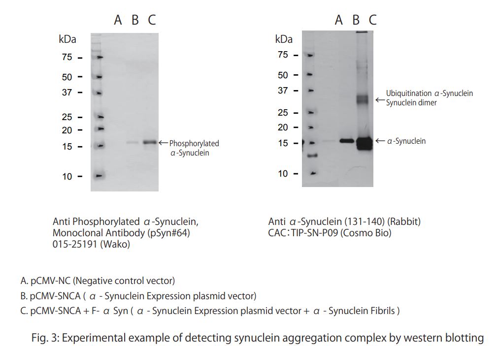 Alpha-Synuclein Aggregation Assay Kit