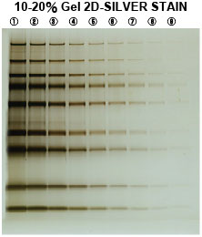 2D-Silver Stain Reagent II (for 10 gels)