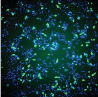 Anti HSV Envelope Glycoprotein B (gB) mAb (Clone 7-10C)