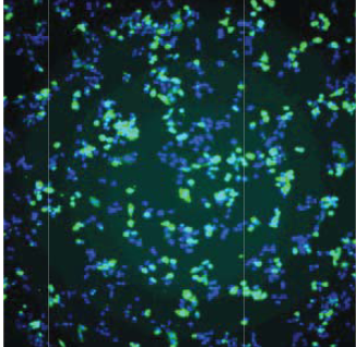 Anti HSV Envelope Glycoprotein D mAb (Clone 3-1D)